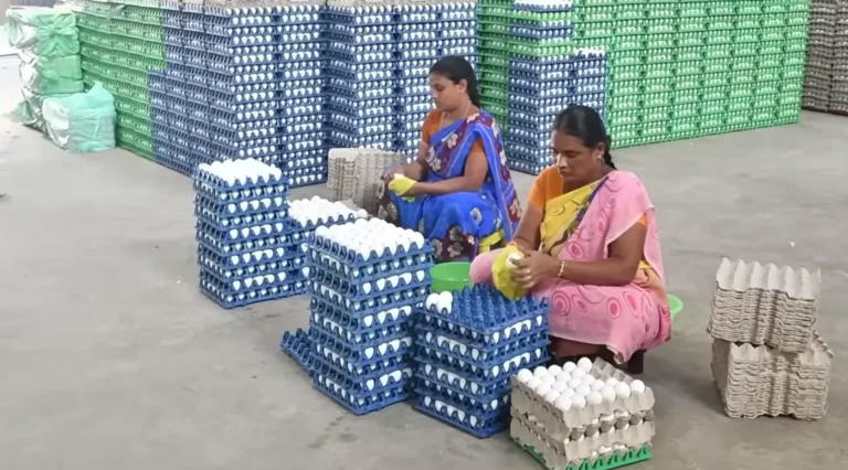 How Namakkal Became the Egg City 3 how namakkal became the egg city